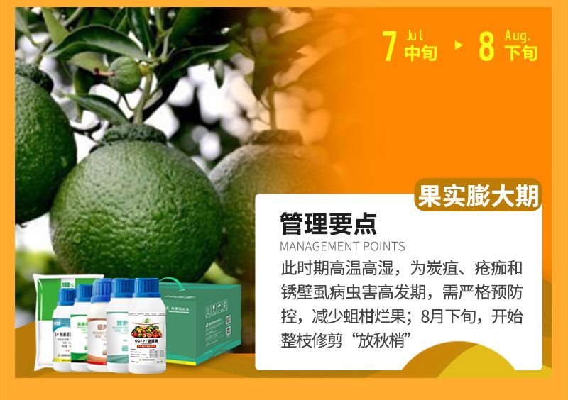 此時期高溫高濕，為炭疽、瘡癡和銹壁虱病蟲害高發(fā)期，需嚴格預防控，減少蛆柑爛果;8月下旬，開始整枝修剪“放秋梢”