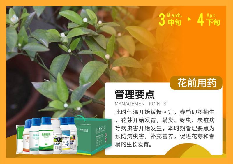 此時氣溫開始緩慢回升，春梢即將抽生花芽開始發育，蠕類、蚜蟲、炭疽病等病蟲害開始發生，本時期管理要點為預防病蟲害，補充營養，促進花芽和春梢的生長發育。