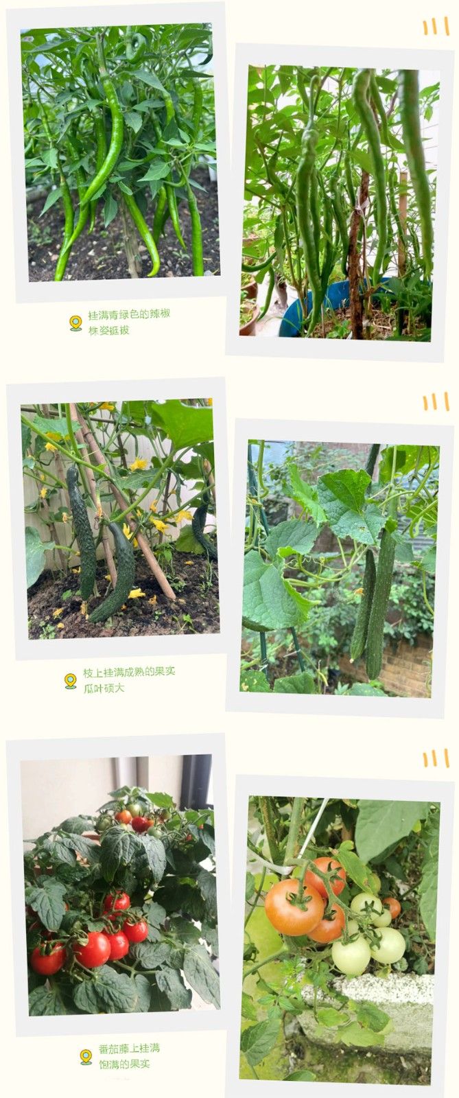 朝陽農(nóng)藝師系列活動