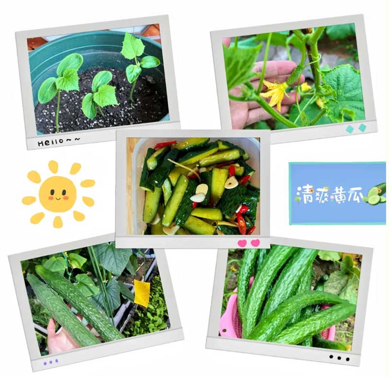 朝陽農(nóng)藝師系列活動