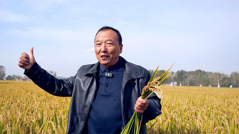 綠色提單產就用冠菌素 開辟糧食抗逆增產新路徑